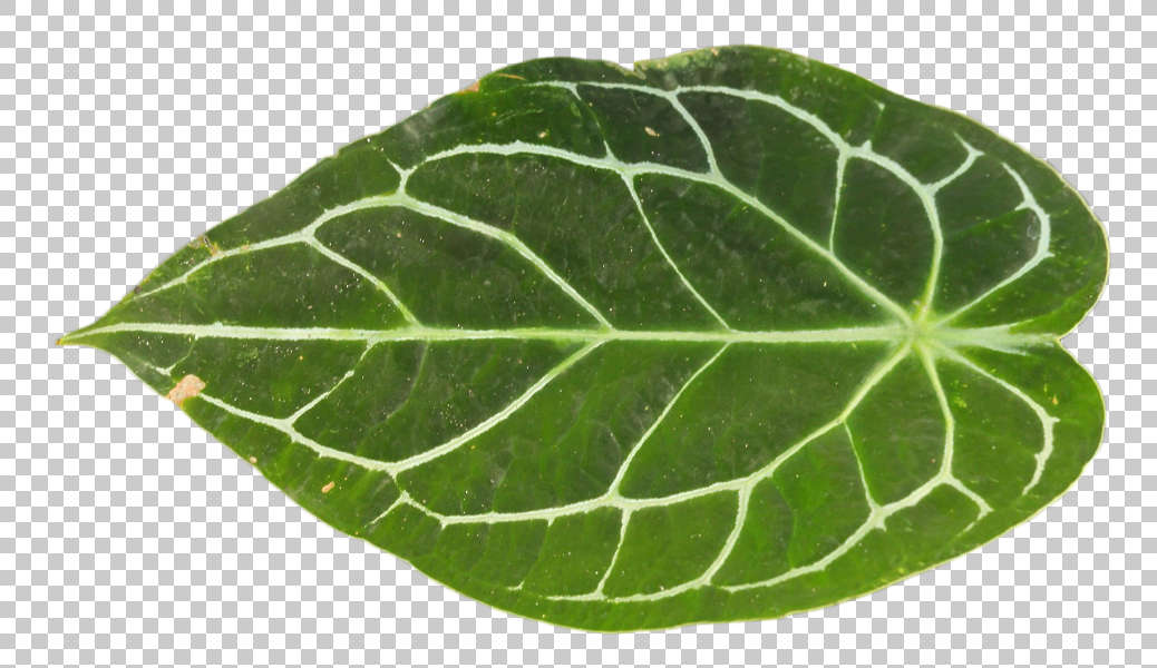 LeavesTropical0167 - Free Background Texture - leaf tropical green